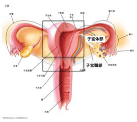 子宮図説