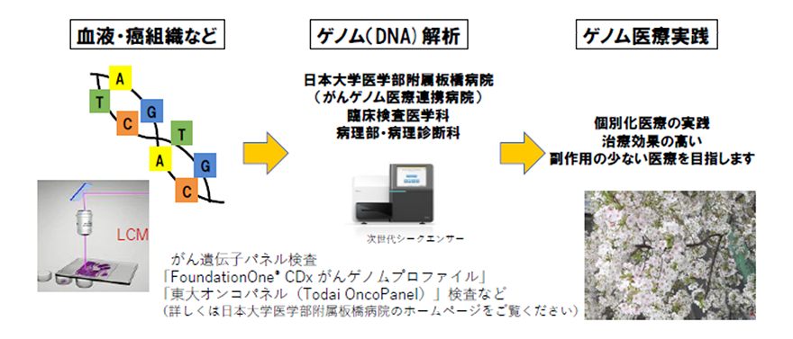 血液・癌組織など→ゲノム（DNA）解析→ゲノム医療実践