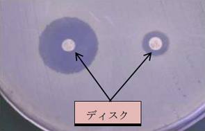 ディスク（抗菌薬を含んだろ紙の試薬）