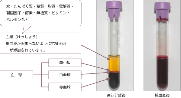 *水・タンパク質・糖質・脂質・電解質・凝固因子・酵素・無機質・ビタミン・ホルモンなど，血漿，血球（血小板・白血球・赤血球）